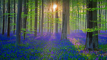 Blue flowers, plants, forest, spring, nature HD wallpaper