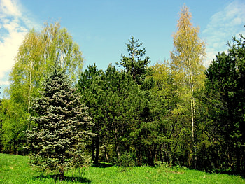 Plants, Landscape, Trees HD wallpaper