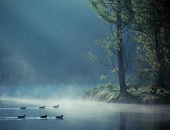 Early Morning Swim, mist, ducks, dawn, morning, bank, trees, water HD wallpaper