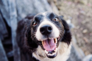 Playful Border Collie looking up with a joyful expression and tongue out. HD wallpaper