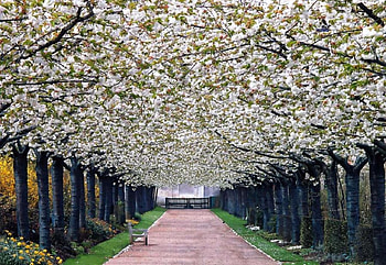 Blossom Trees, trees, beautiful, , blossom HD wallpaper