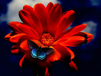 LITTLE BLUE BUTTERFLY, FLOWER, LITTLE, BUTTERFLY, BLUE HD wallpaper
