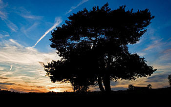 Nature, Sky, Twilight, Silhouette, Wood, Tree, Dusk, Evening, Plane, Airplane, Track, Trace HD wallpaper