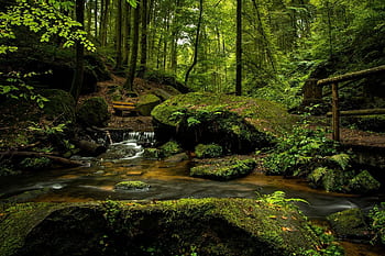 Tranquil forest stream with moss-covered rocks and lush green foliage in a serene woodland setting. HD wallpaper