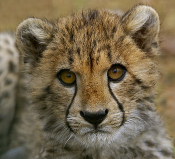CHEETAH CUB UP CLOSE, big cats, wildlife, cub, cheetah, feline HD wallpaper