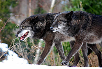 wolf patrol , brothers, wolf, forest, patrol HD wallpaper