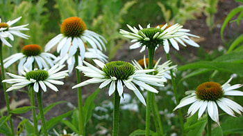 White flower, echinaforce, garden, harvest, green HD wallpaper