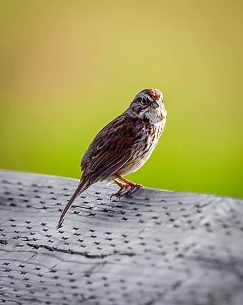 Animals, Bird, Sparrow, Sight, Opinion, Tail HD phone wallpaper