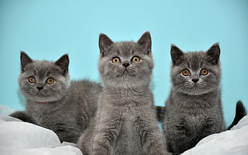 Siblings, British Shorthair HD wallpaper