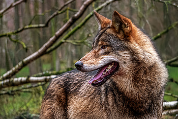 Animals, Forest, Predator, Wolf, Protruding Tongue, Tongue Stuck Out HD wallpaper