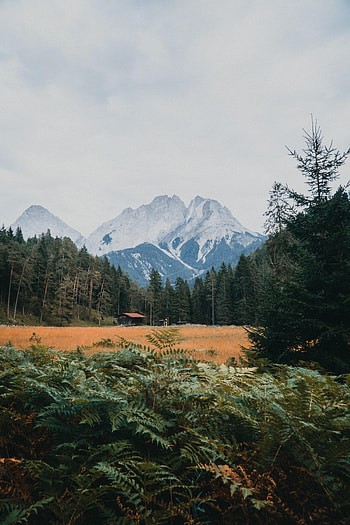 Nature, Trees, Mountains, Bush, Forest, Snow Covered, Snowbound HD phone wallpaper