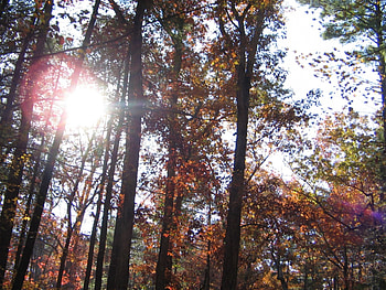 sun through fall trees, rays, fall, trees, sun, forest HD wallpaper