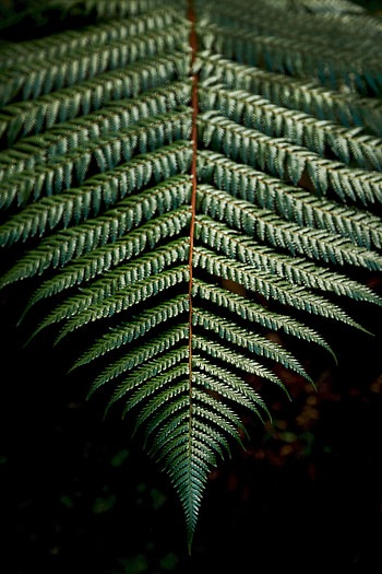 Macro, Fern, Sheet, Leaf, Carved, Branch HD phone wallpaper