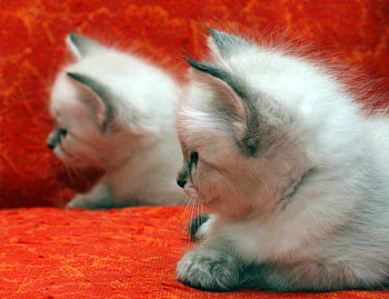 kittens for my friend RoseofSharon, two, art , white, sittings, blanket, red, kittens, nice HD wallpaper