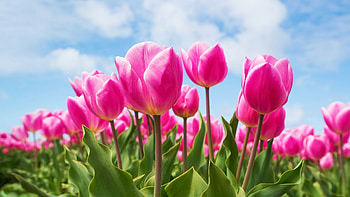 Pink Tulips, petals, blossoms, field, clouds, sky, spring HD wallpaper