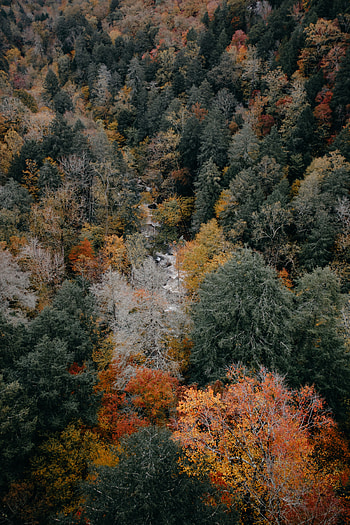Nature, Trees, Autumn, View From Above, Top, Tops, Autumn Colors, Autumn Paints HD phone wallpaper