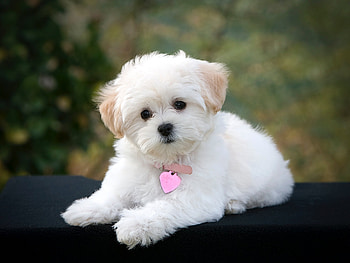Bolognese Dog, 20 Maltese HD wallpaper