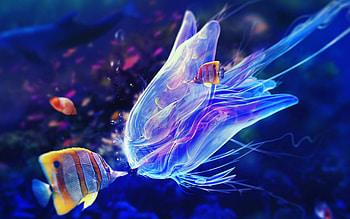 Marine animals captured, Beautiful , Oceanic charm, Underwater joy HD wallpaper
