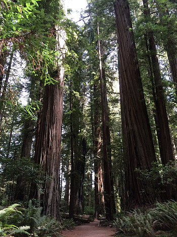 Ancient giants, Lush greenery, Majestic woodlands, Nature reserve HD phone wallpaper