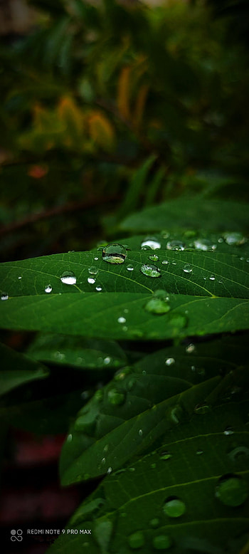Nature, nature view, black hair, green, cool, mobile graphy, leaf, smile, leaves, liquid, rashmika, , graphy HD phone wallpaper