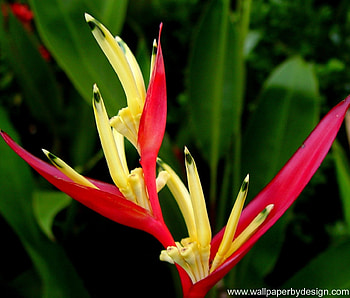 Plants, Flowers HD wallpaper