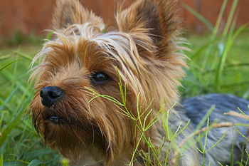 Yorkshire Terrier, Animal, Dog, Dogs HD wallpaper