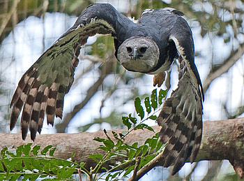 Harpy Eagle, animal, bird, harpy, eagle HD wallpaper