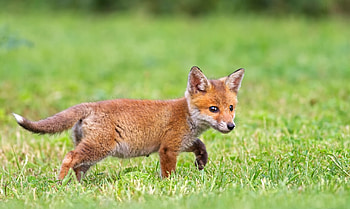 Animals, Grass, Fox HD wallpaper