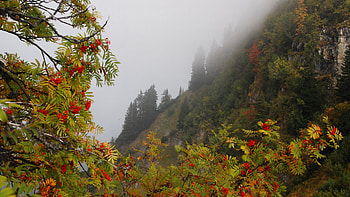 Autumn Forest, landscape, berries, trees, fog HD wallpaper
