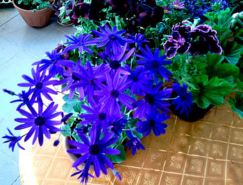 blue flowers, blue, nature, , flower HD wallpaper