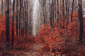 Wood, trees, forest, autumn, nature HD wallpaper