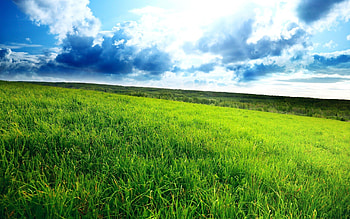 Apple grass, Green grass, Nature backdrop, Refreshing landscape HD wallpaper