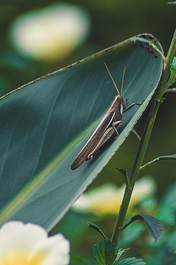 Plant, Macro, Insect, Leaflet, Grasshopper HD phone wallpaper