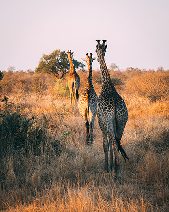 Wildlife frames, Nature's beauty, Stunning animal encounters, Memorable sightings HD phone wallpaper