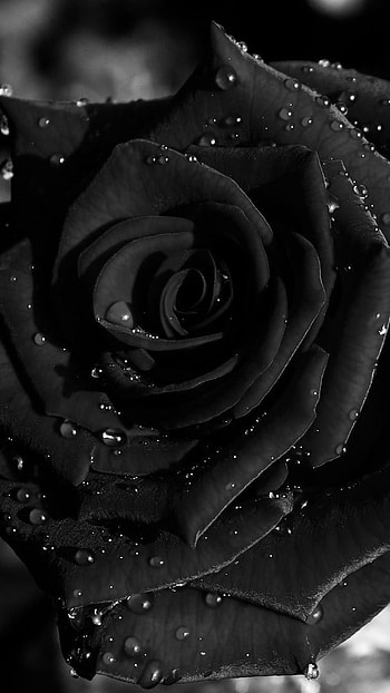 Black Rose, Rose Petals HD phone wallpaper