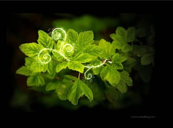 Green Leaves, swirly vines, on black HD wallpaper