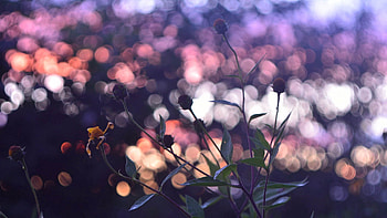 Flowers, Background, Macro, Dark, Glare HD wallpaper