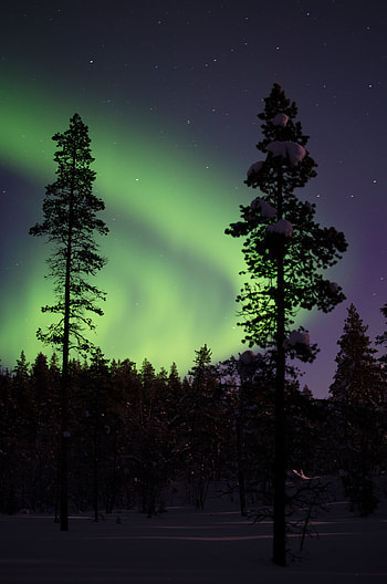 Nature, Trees, Night, Snow, Forest, Snow Covered, Snowbound, Aurora Borealis, Northern Lights, Aurora HD phone wallpaper