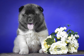 * Little dog *, dog, animal, dogs, animals HD wallpaper