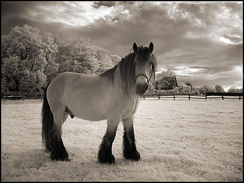 perfect horse, horse, white, black, graphy, nature, beauty HD wallpaper