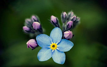 Flowers, Background, Macro, Petals, Bud, Forget-Me-Not HD wallpaper