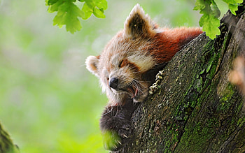 Animals, Wood, Tree, Hide, To Yawn, Yawn, Red Panda HD wallpaper