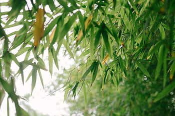 Close-up of green bamboo leaves with a bright and lush background, captured in daylight. HD wallpaper