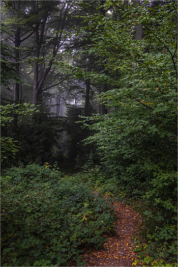 Nature, Trees, Forest, Branches, Path HD phone wallpaper