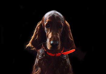 A captivating portrait of a brown Irish Setter dog against a black background with vibrant red collar. HD wallpaper
