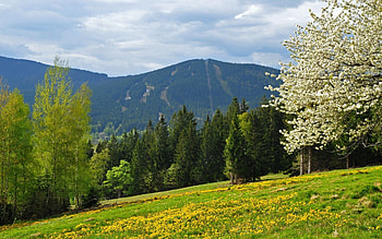 Nature, Flowers, Trees, Grass, Field HD wallpaper