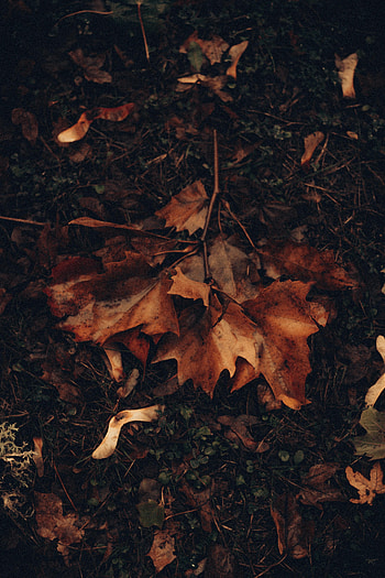 Nature, Grass, Autumn, Leaves, Foliage, Maple HD phone wallpaper