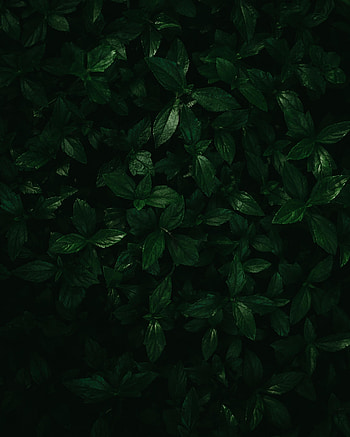 Plants, Leaves, Macro HD phone wallpaper