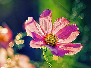 Beautiful Flower, cool, beautiful, , flower HD wallpaper