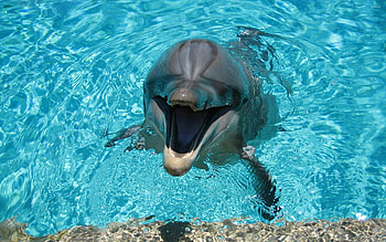 Happy dolphins, Poolside joy, Playful marine life, Animal HD wallpaper